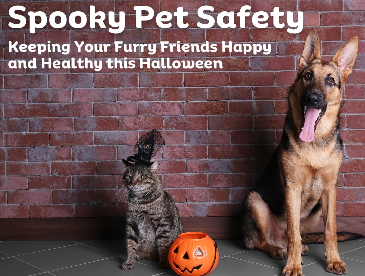 Halloween Pet Safety Simsbury Veterinary Hospital